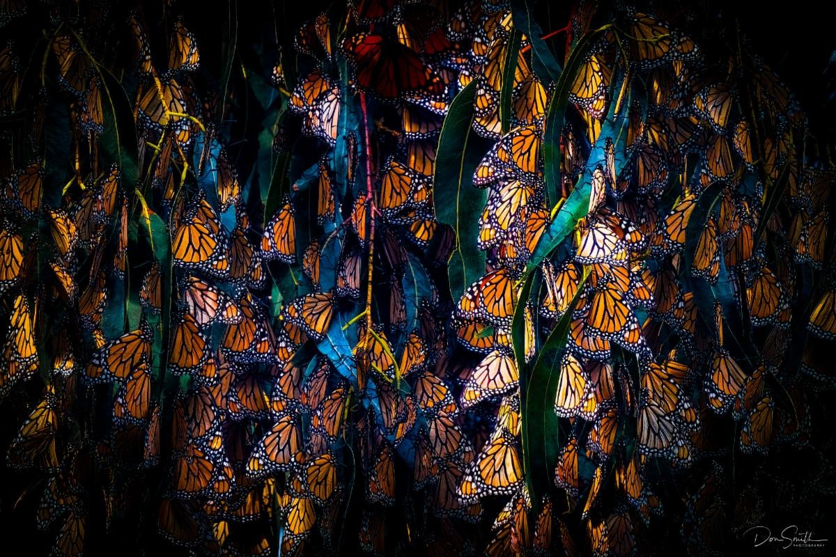 Click to View Larger