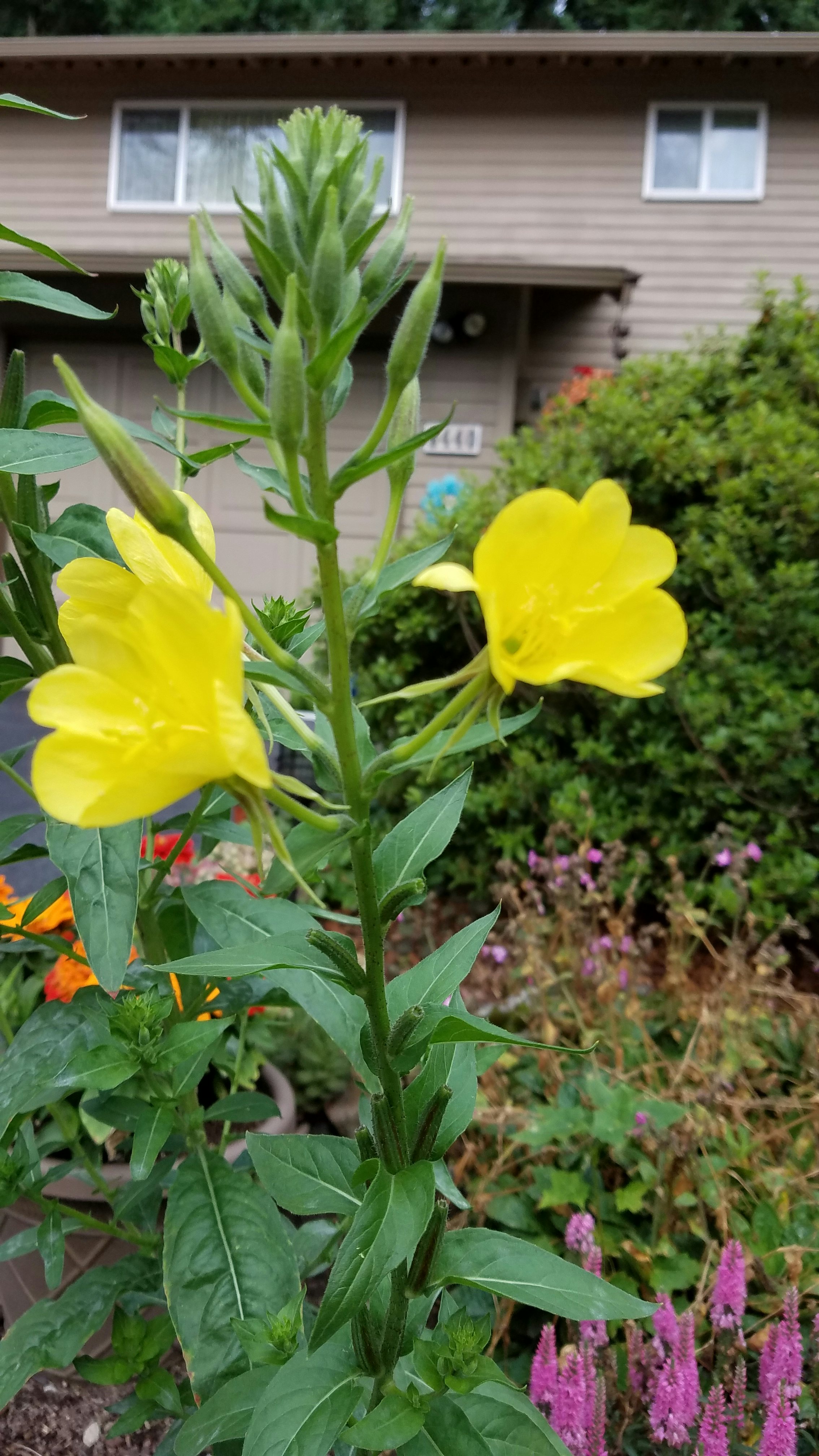 Click to View Larger