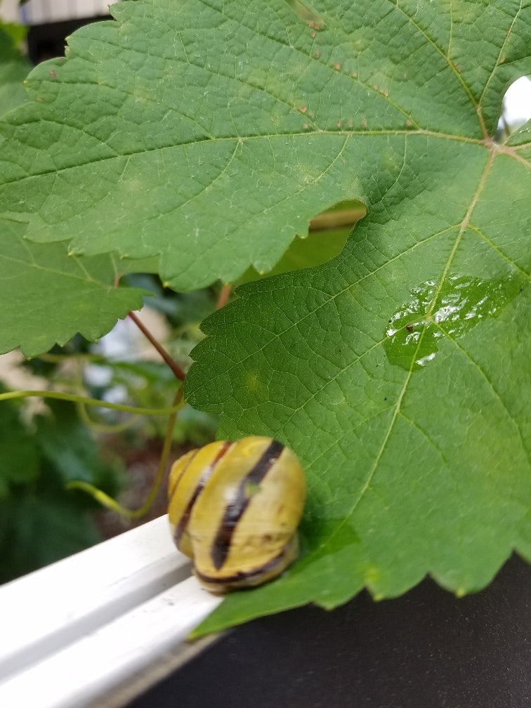 Click to View Larger