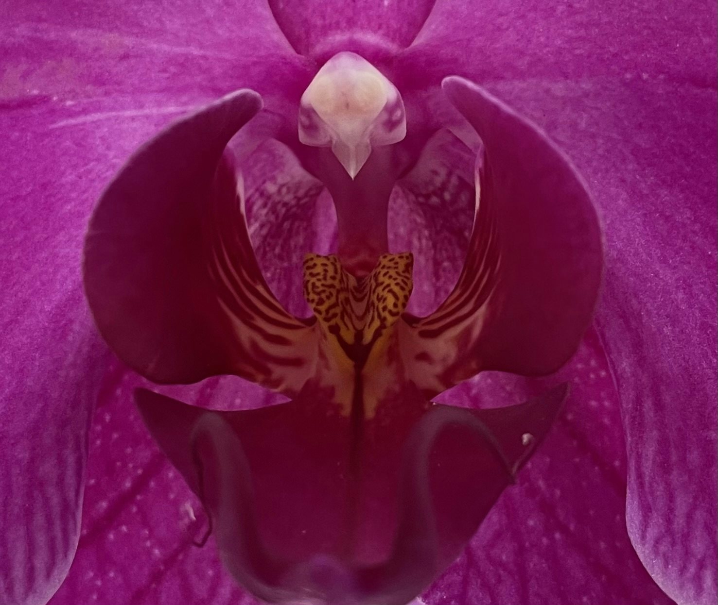 Click to View Larger