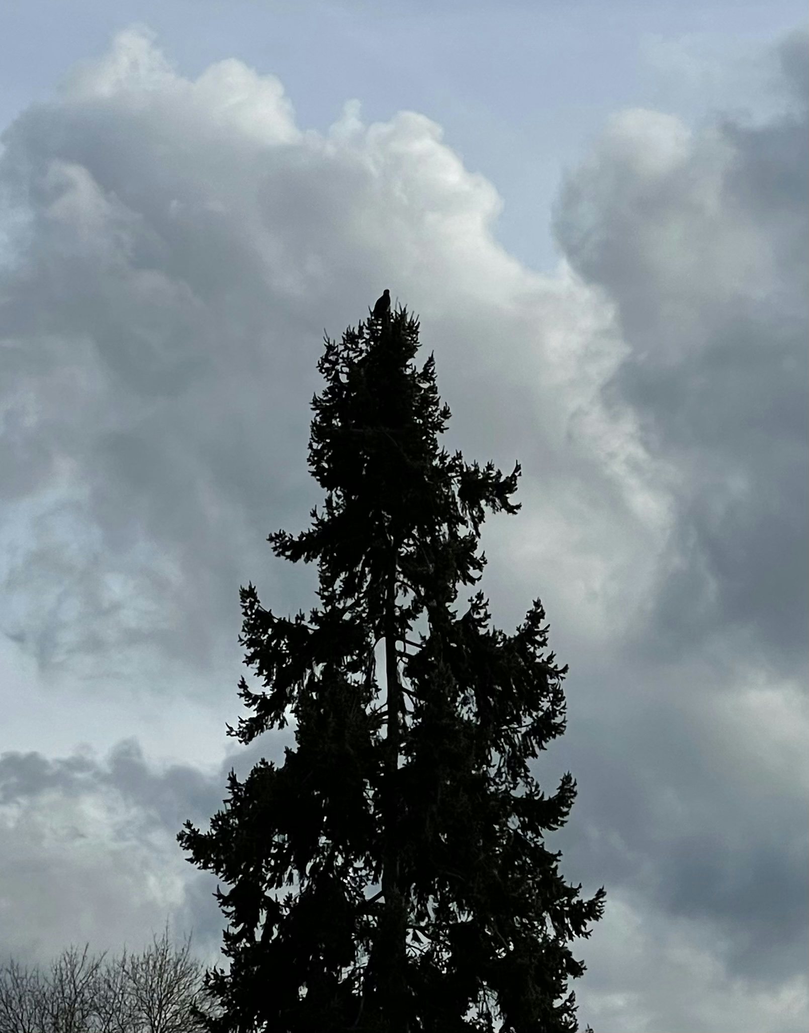 Click to View Larger