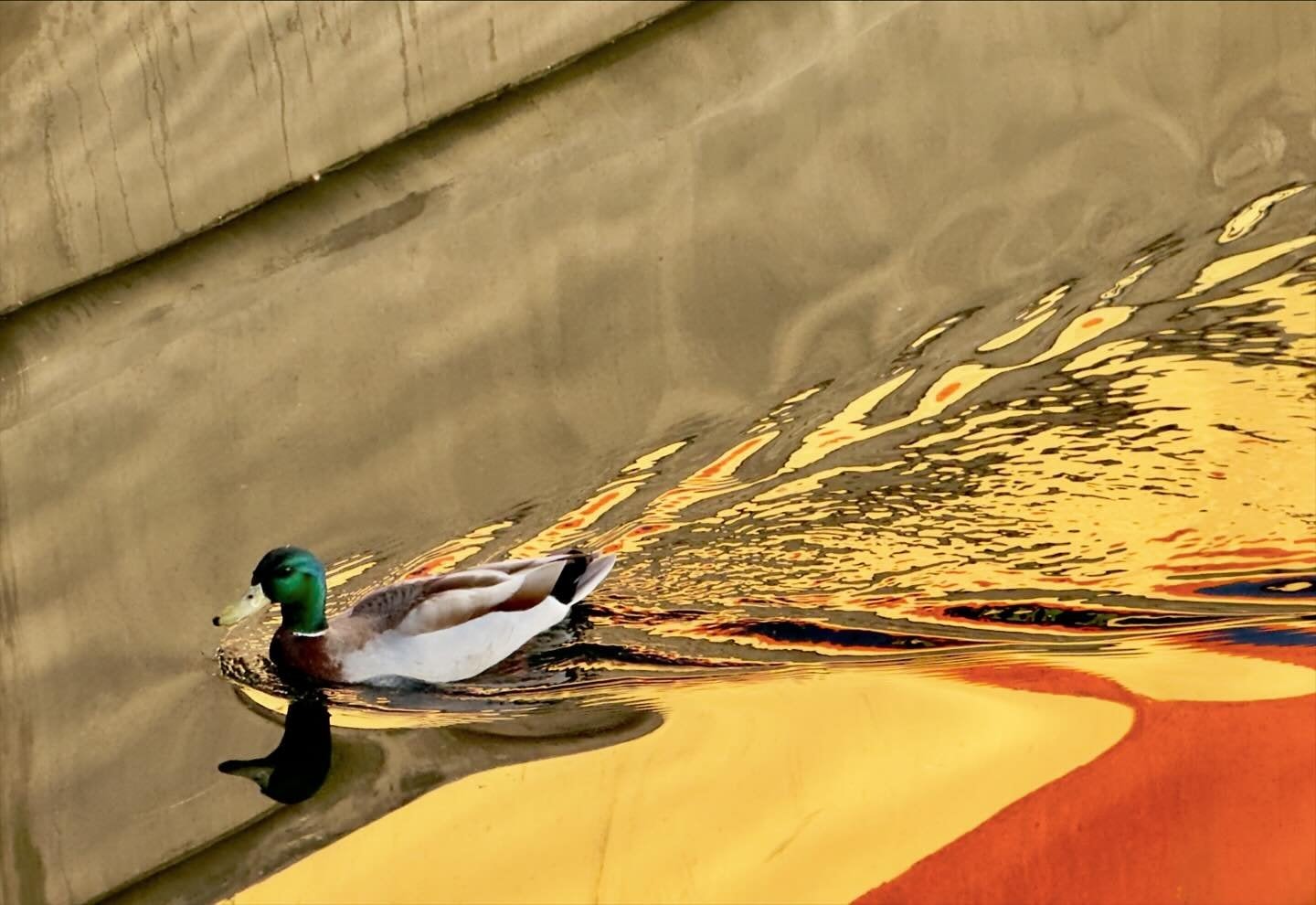 Click to View Larger