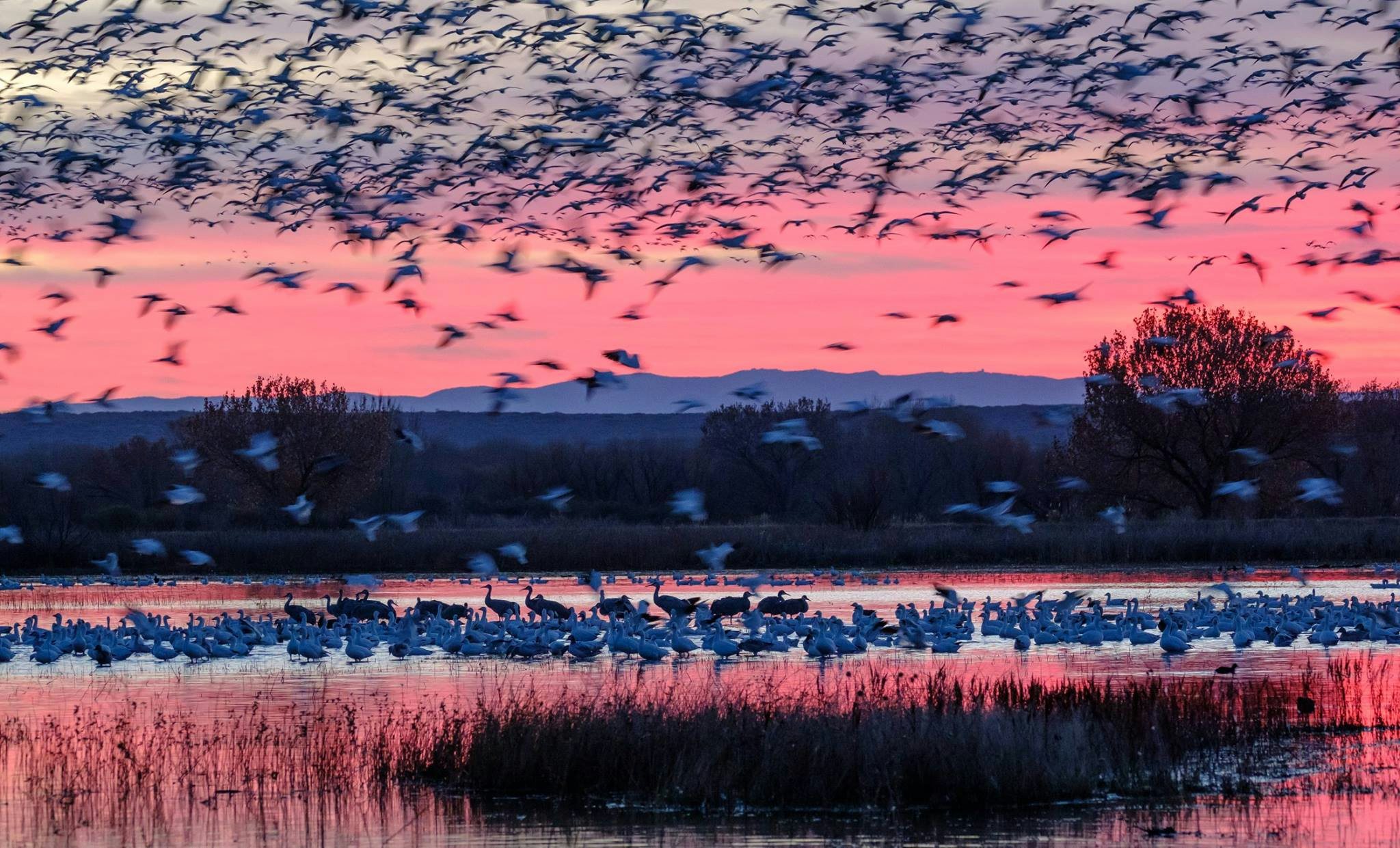 Click to View Larger