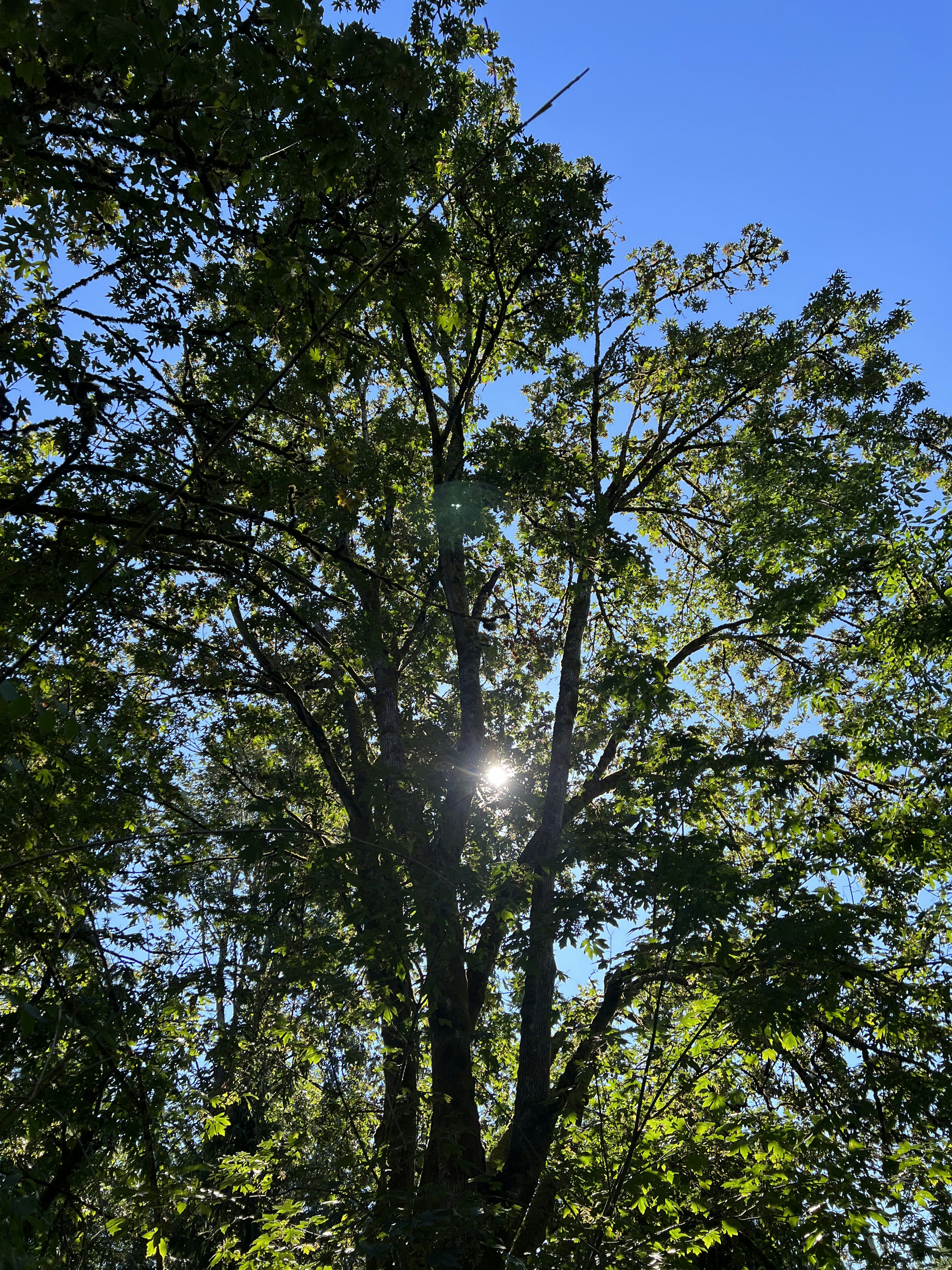 Click to View Larger