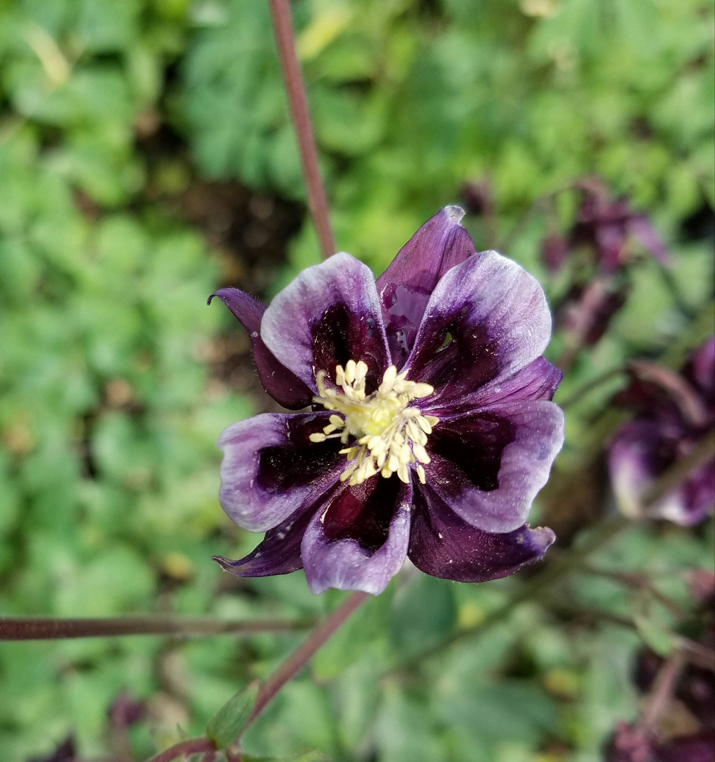 Click to View Larger