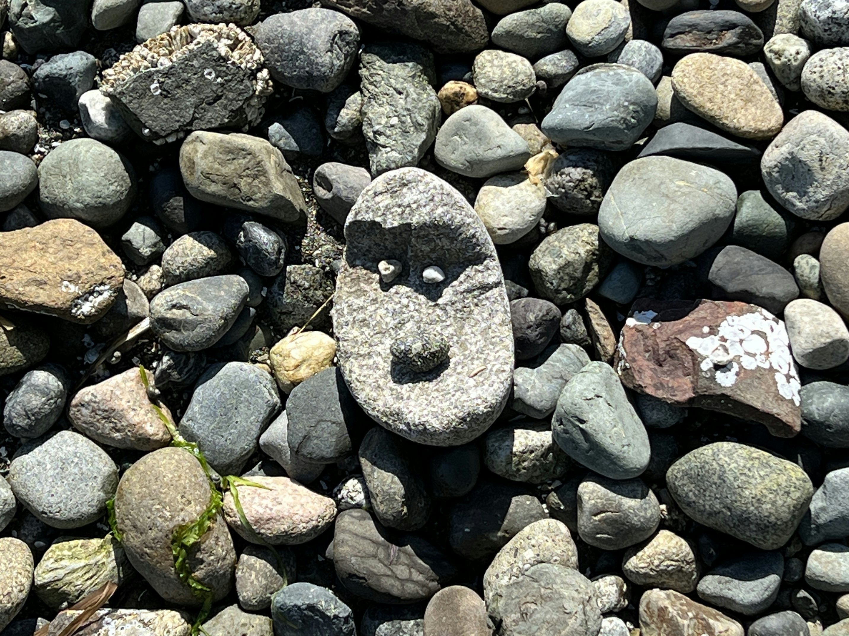 Click to View Larger