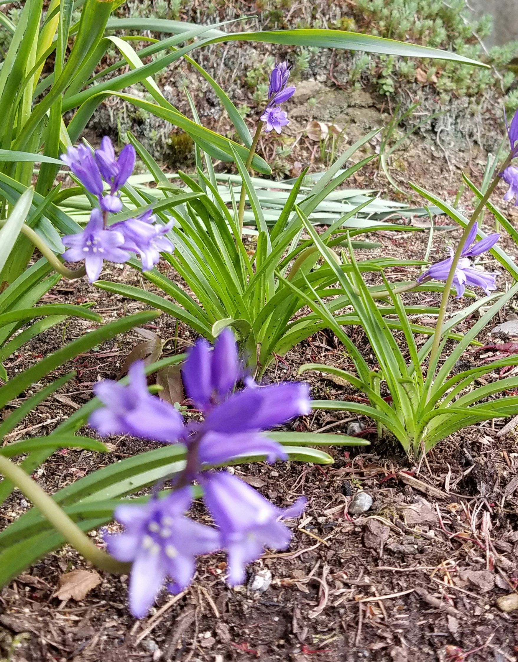 Click to View Larger