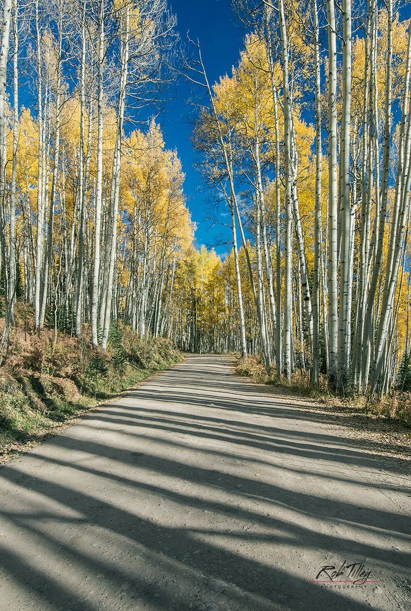 Click to View Larger