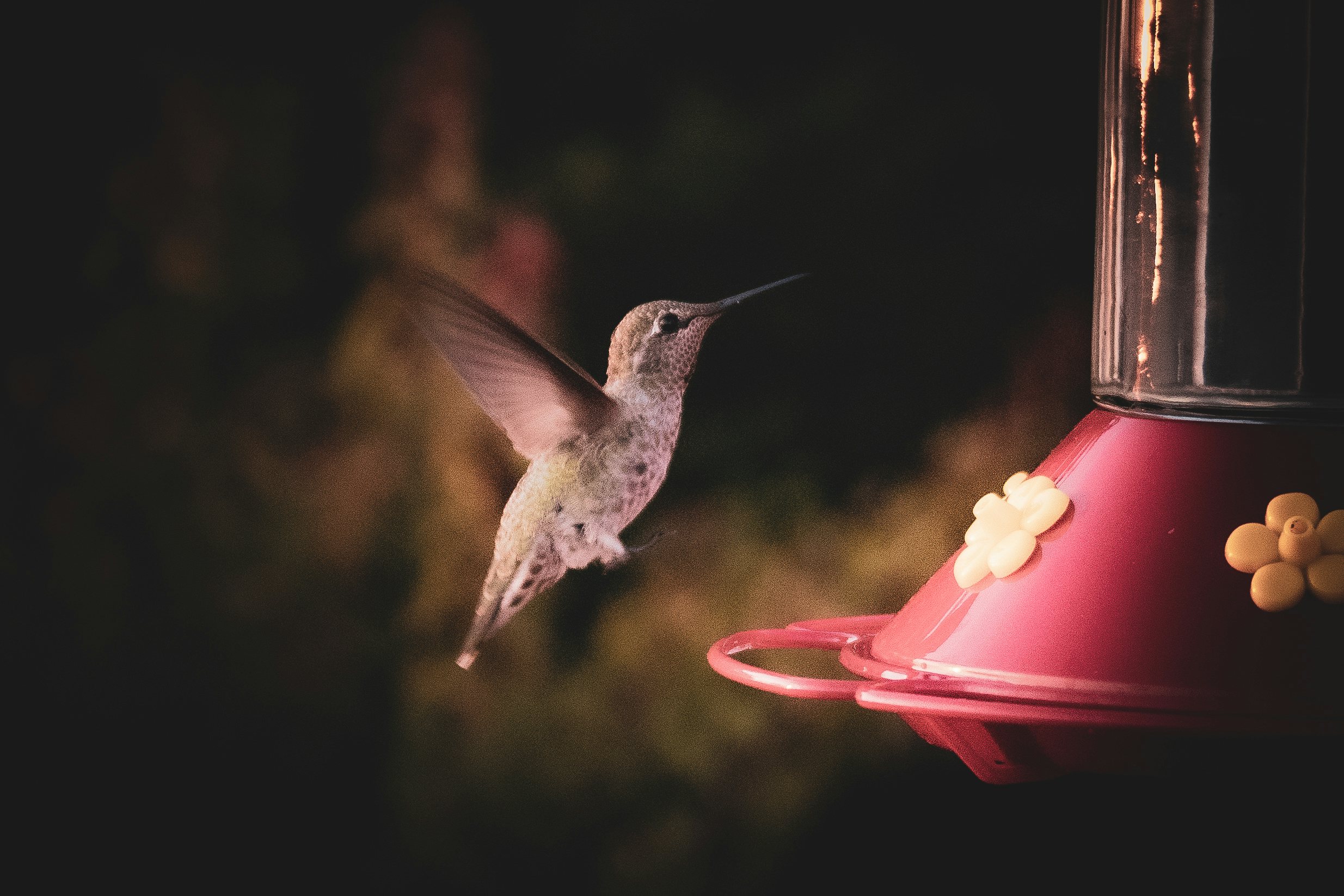 Click to View Larger