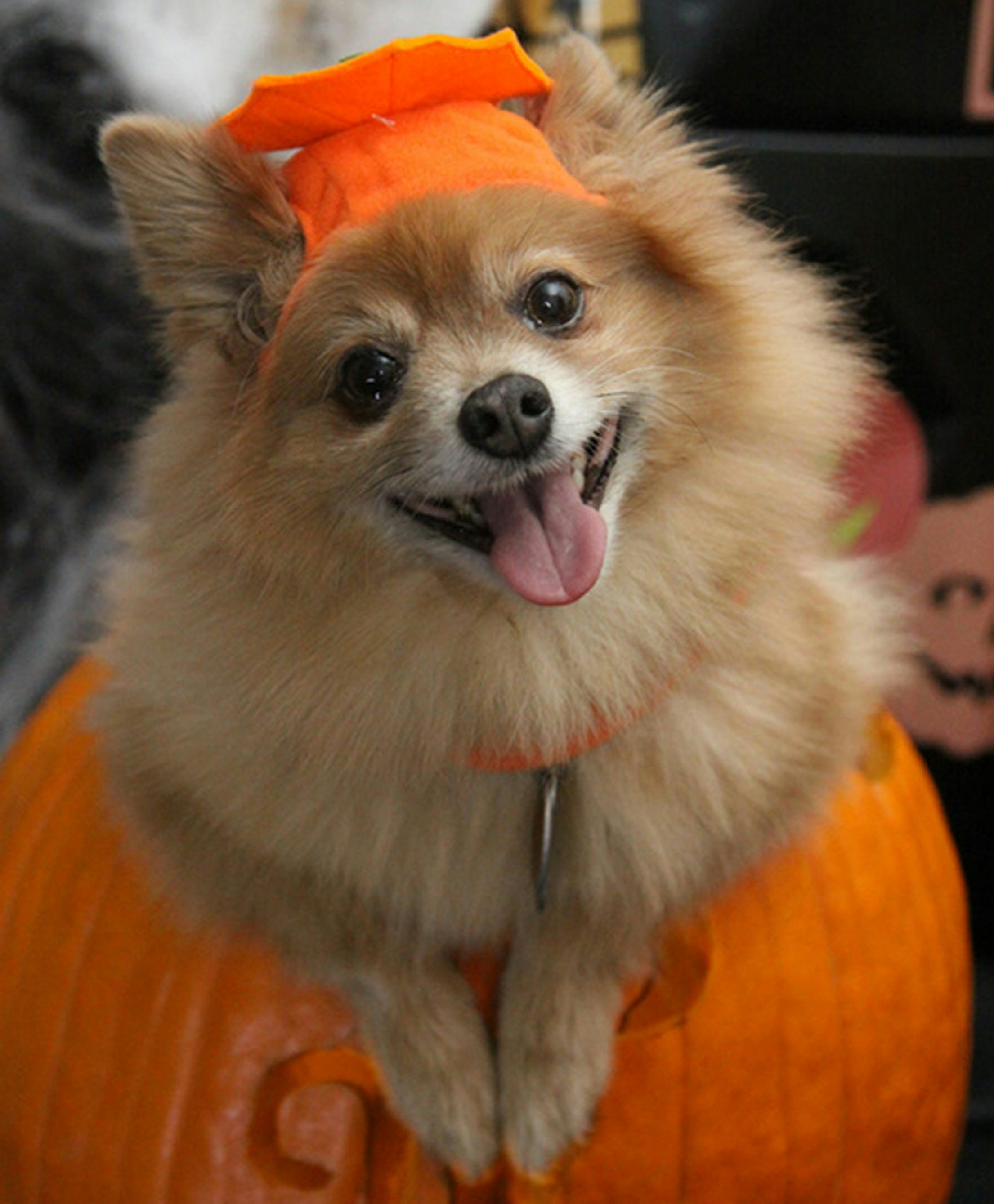 Click to View Larger