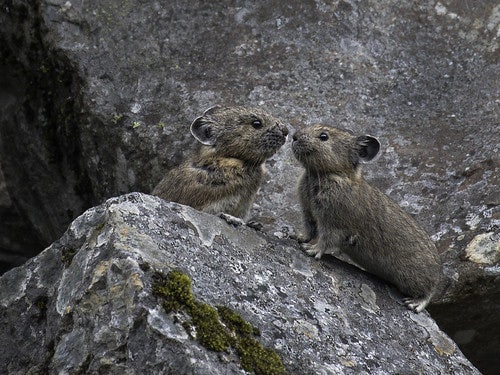 Click to View Larger