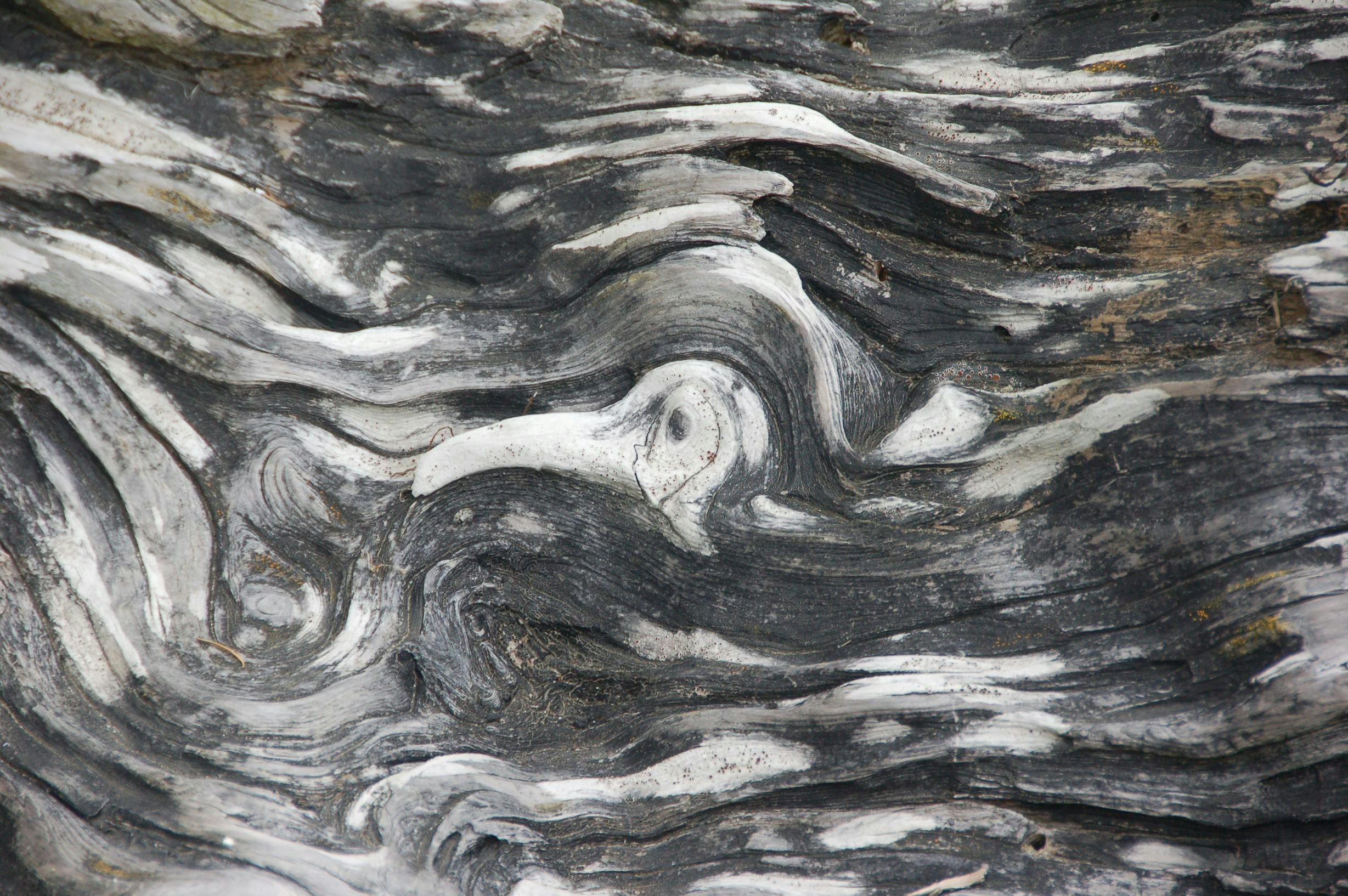 Click to View Larger