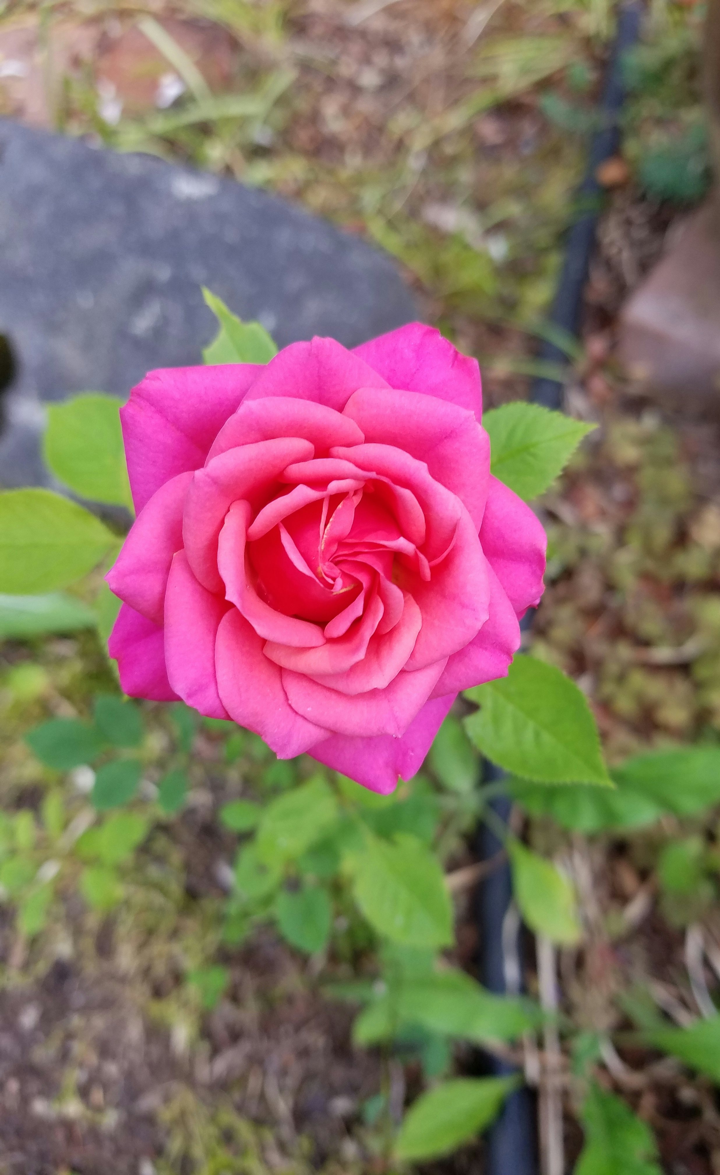 Click to View Larger