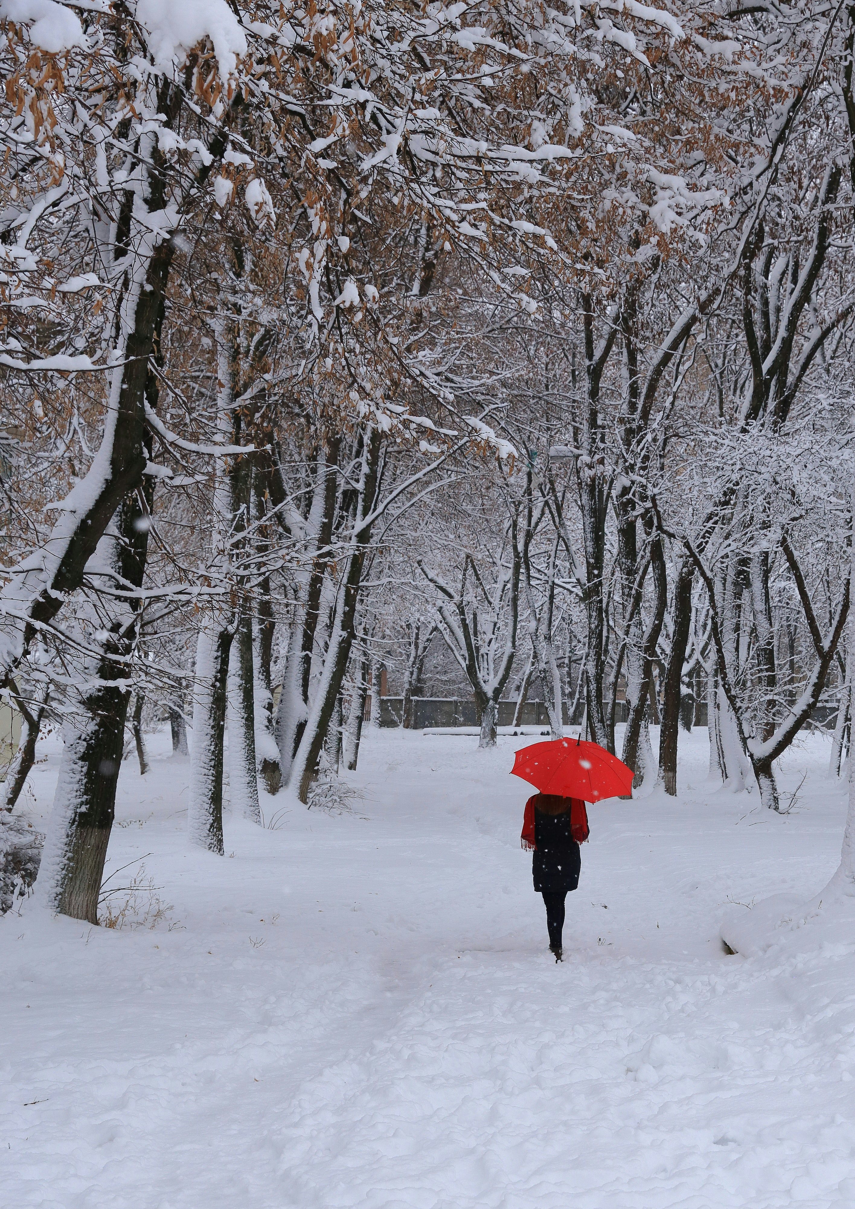 Click to View Larger