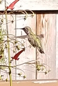 Click to View Larger