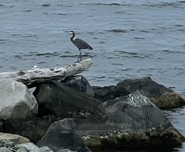 Click to View Larger