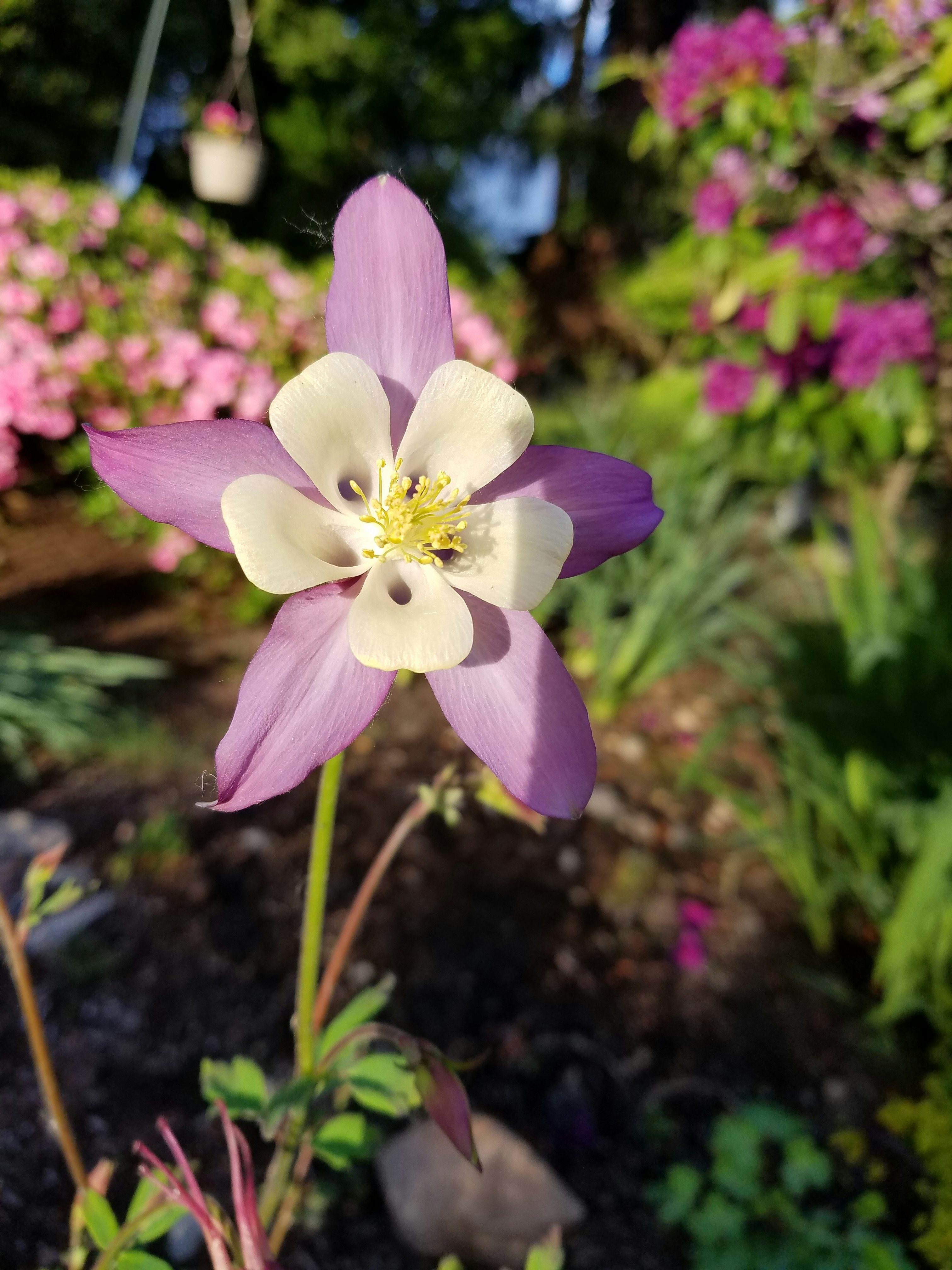 Click to View Larger