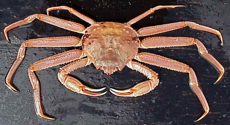 Click to View Larger