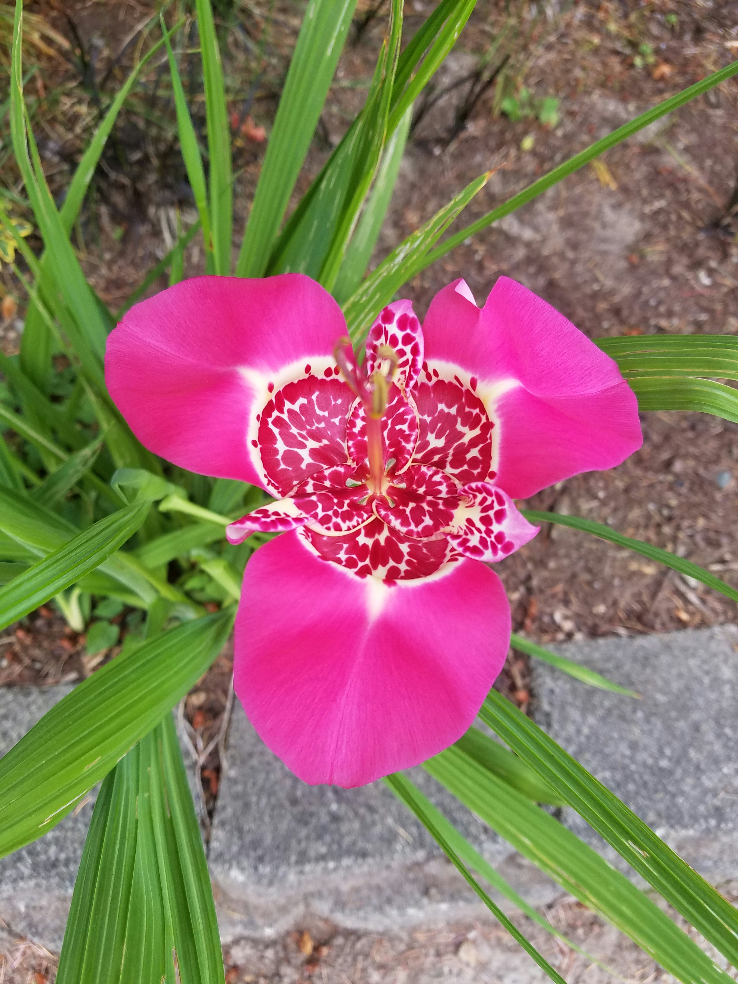 Click to View Larger