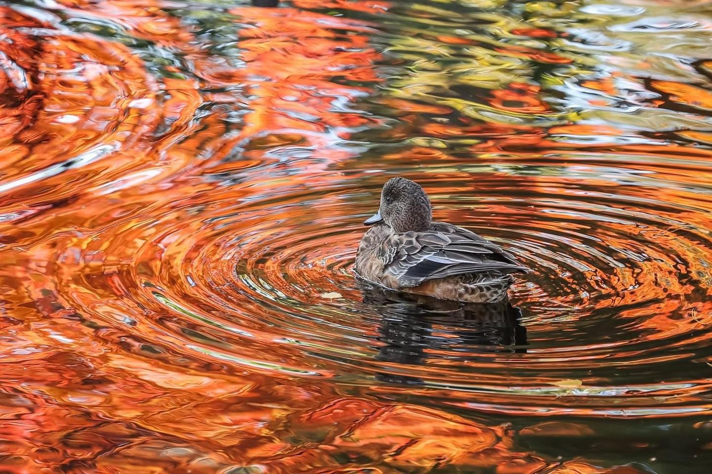 Click to View Larger