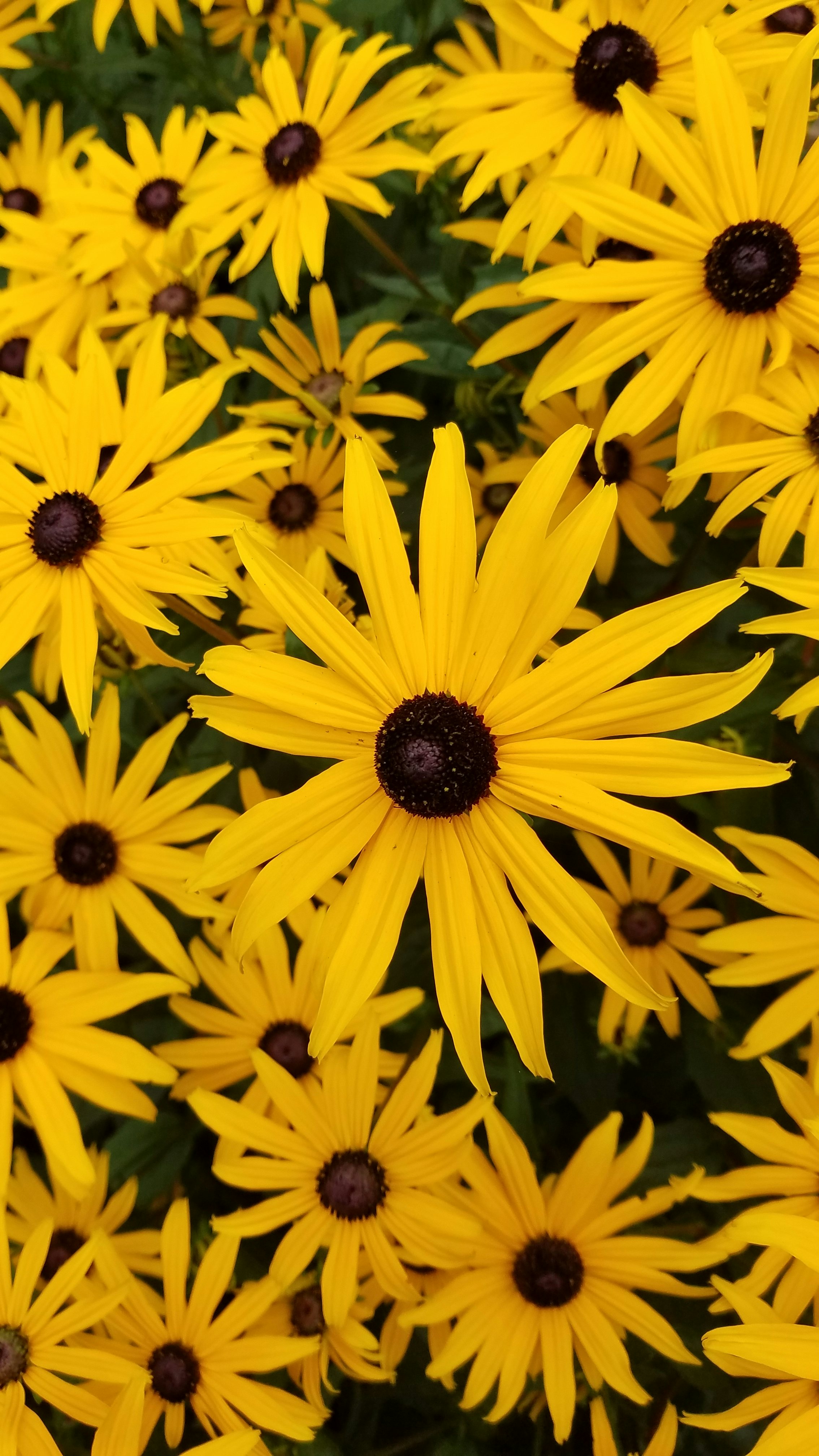 Click to View Larger