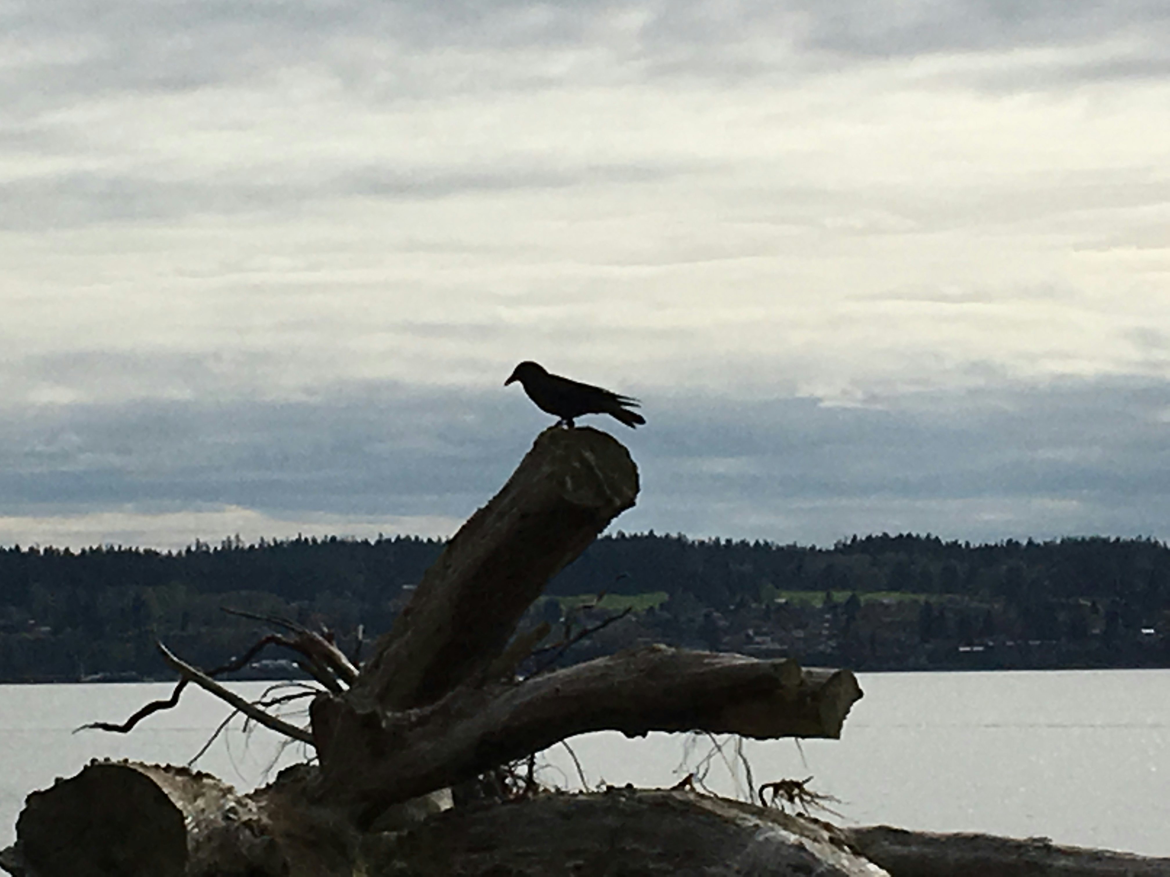 Click to View Larger