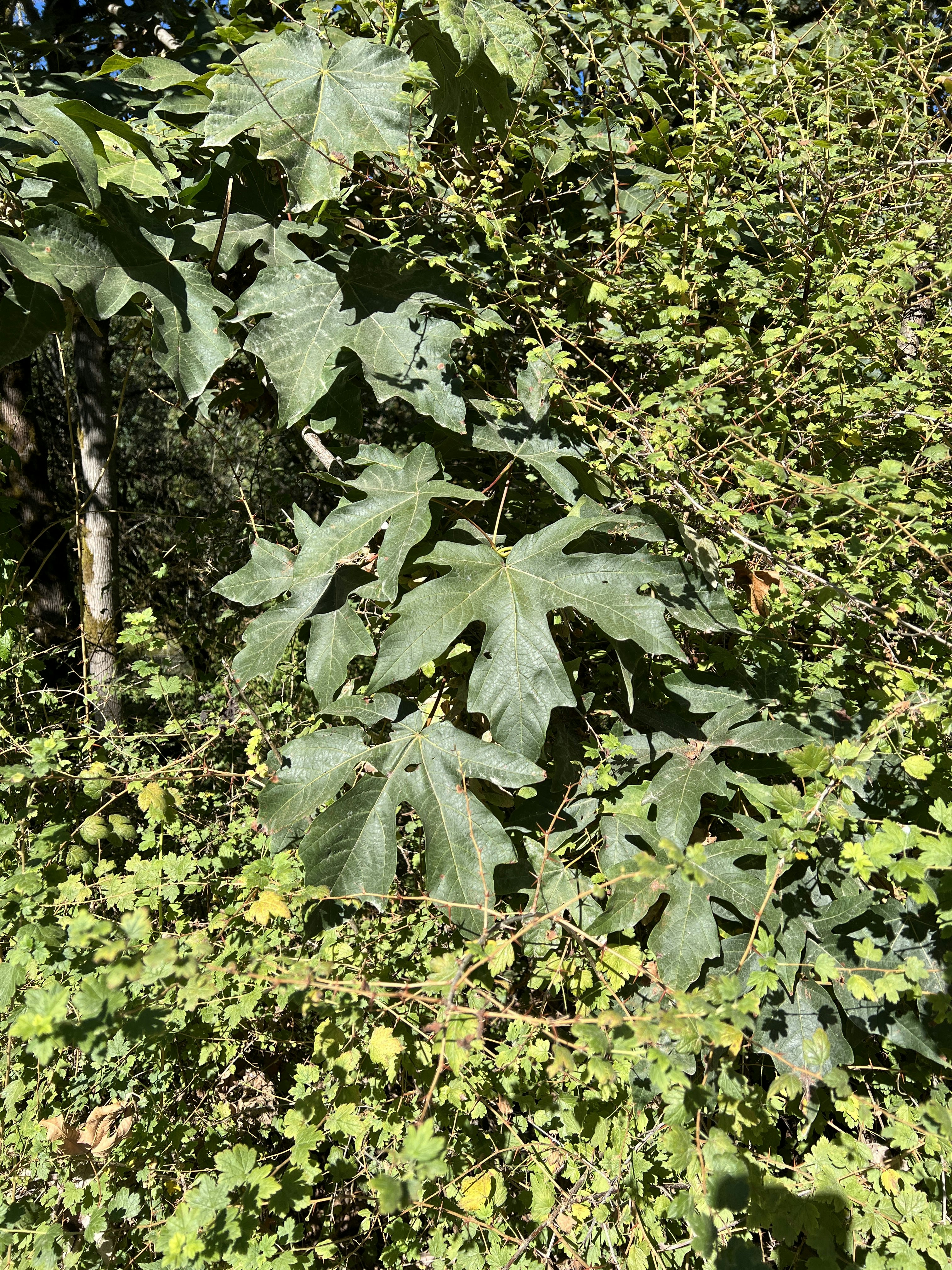 Click to View Larger