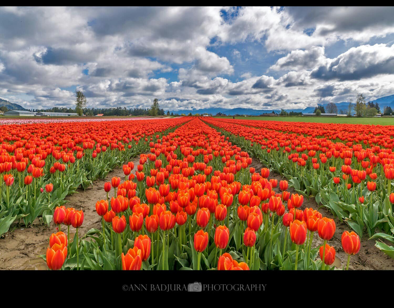 Click to View Larger