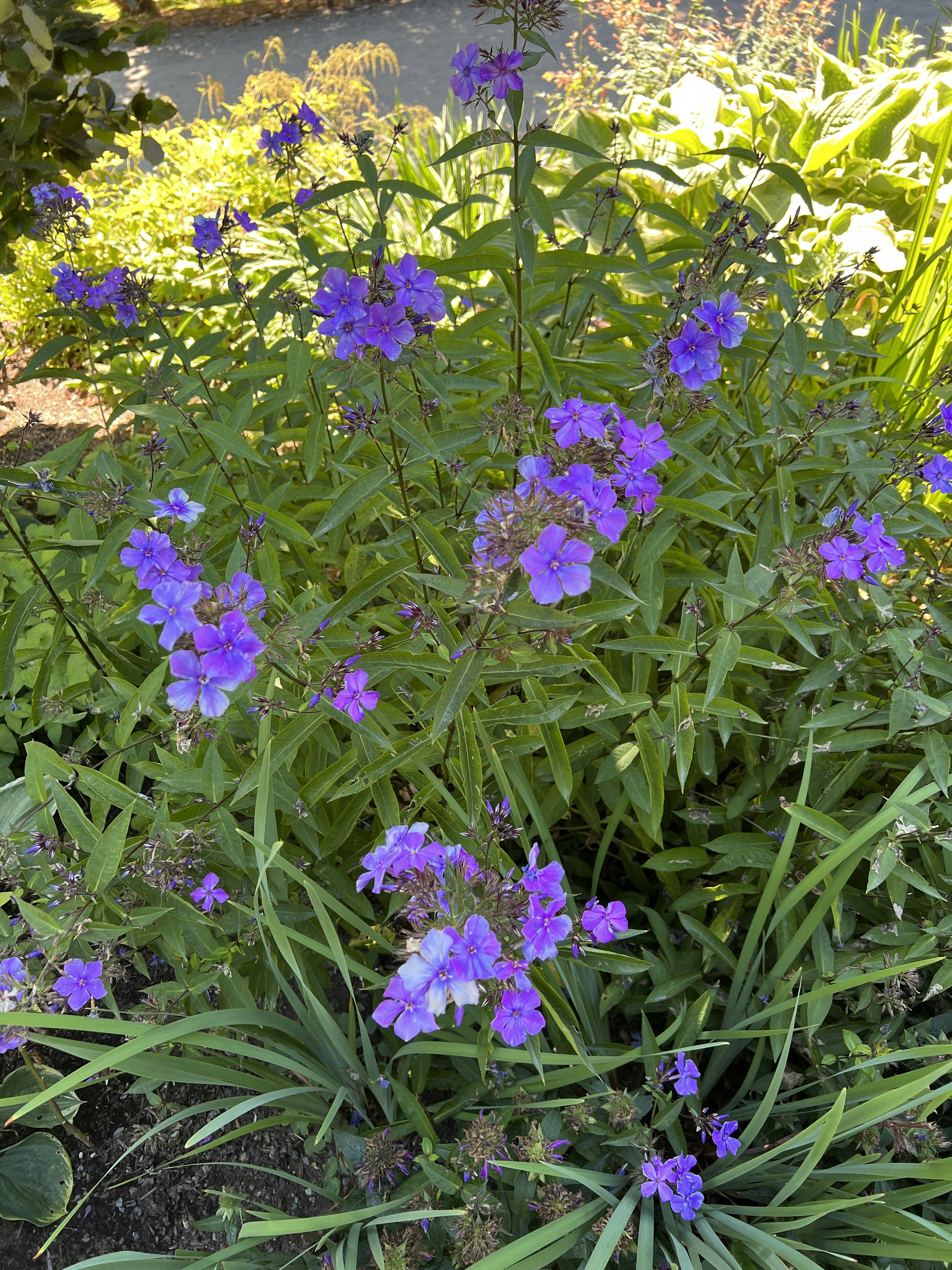 Click to View Larger