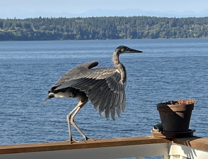 Click to View Larger