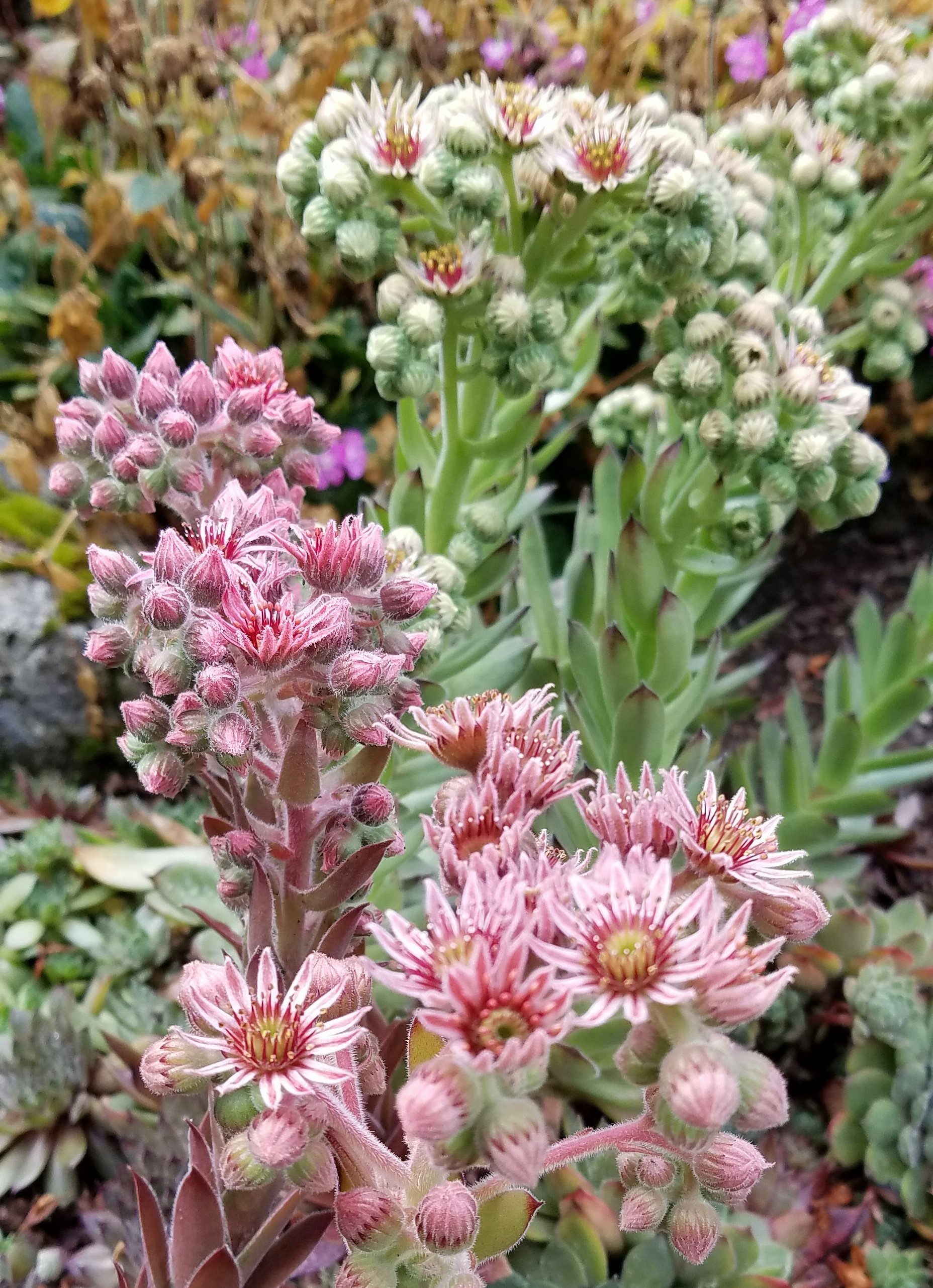 Click to View Larger