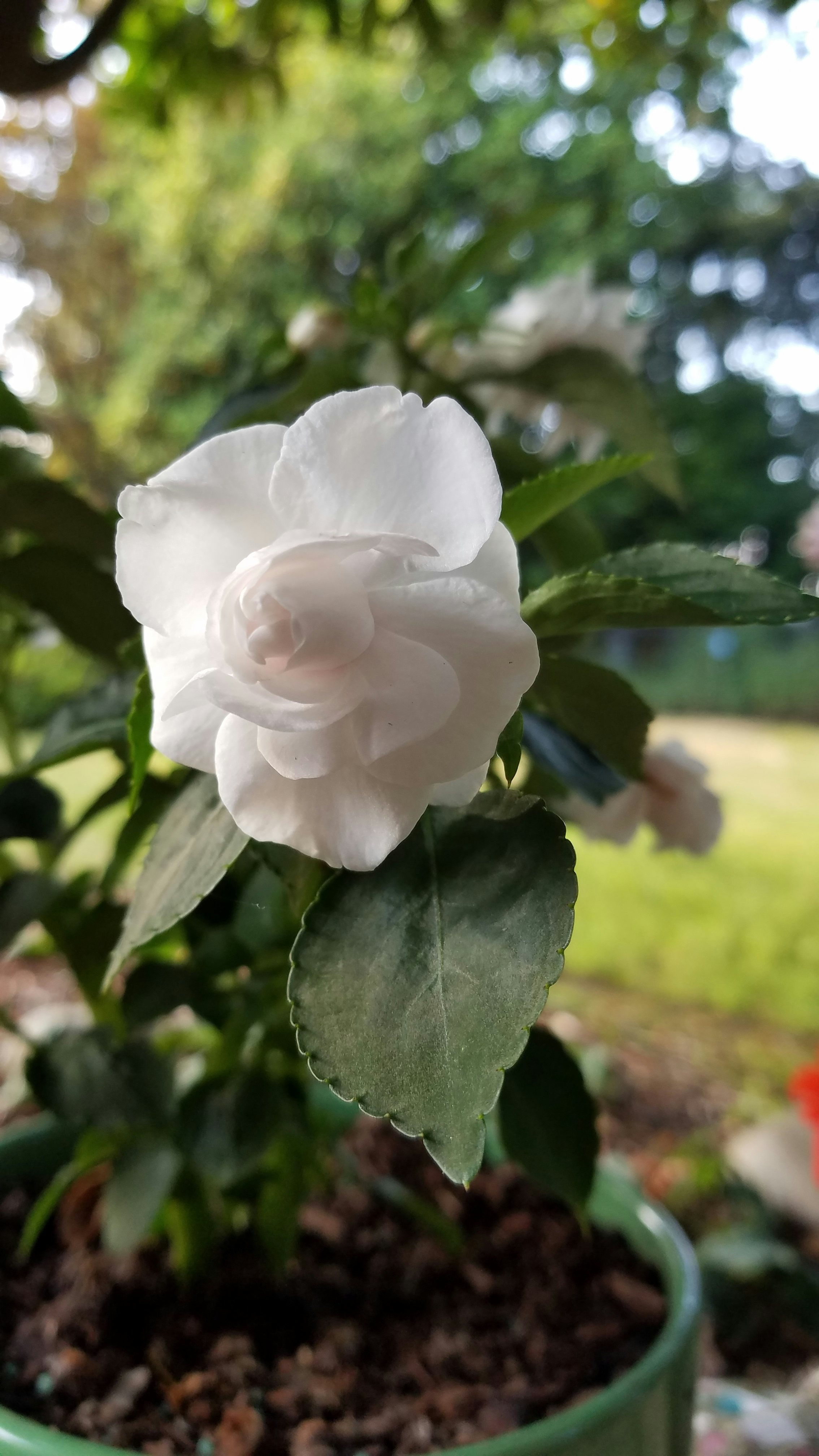 Click to View Larger